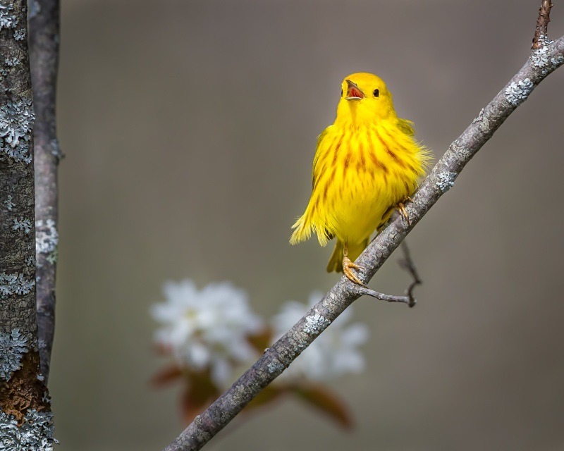 Make A Joyful Noise - Wildlife