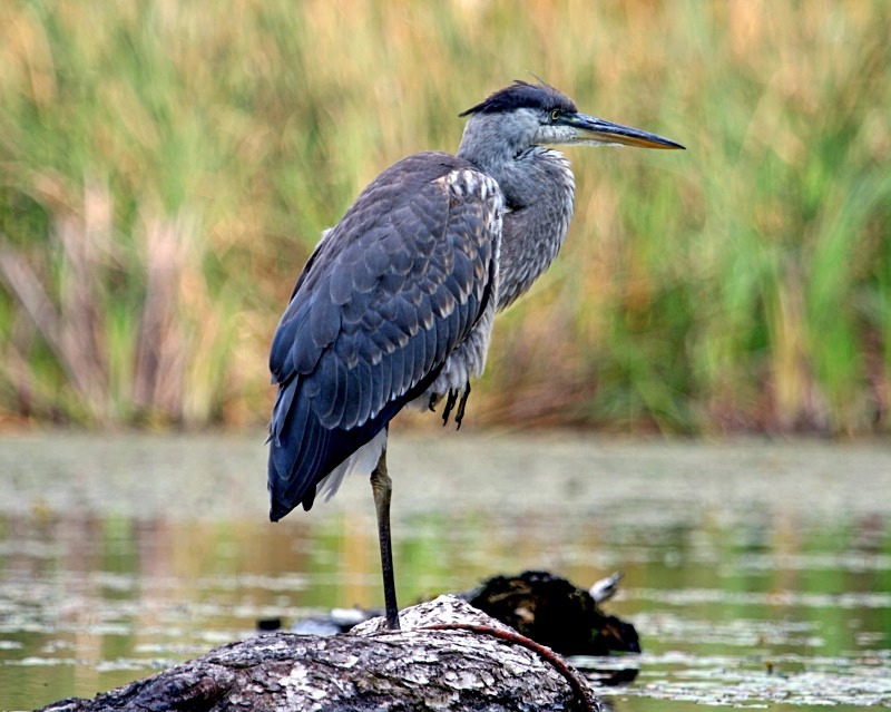 Heron Encounter with the Sacred 1 11 x 14 - Wildlife