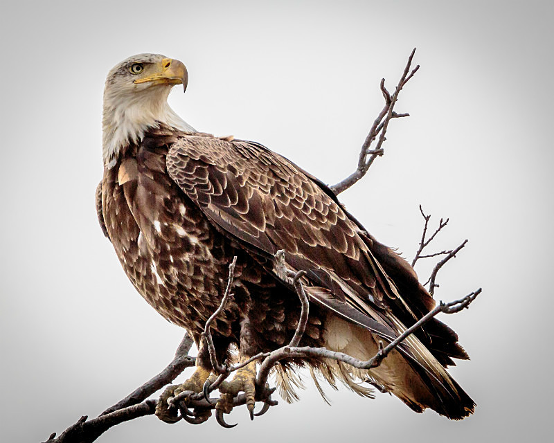 Your Majesty - Wildlife
