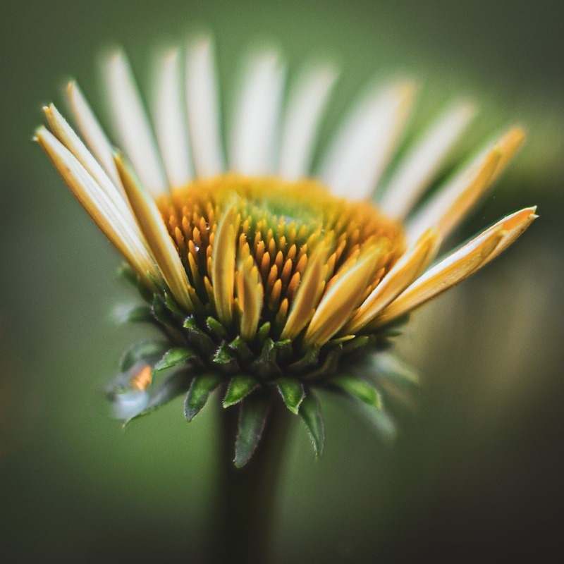 Blossoming - Flora