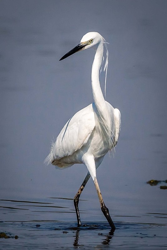 Runway Strut - Wildlife