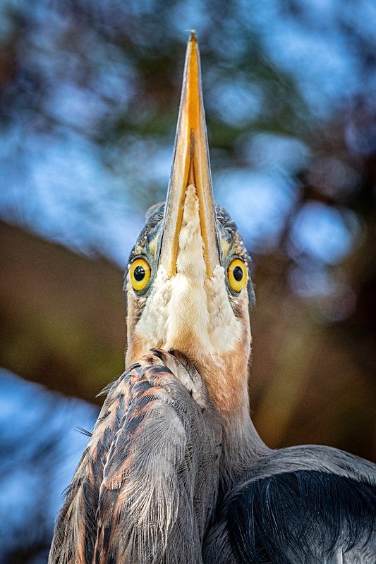 Pre-Historic - Wildlife
