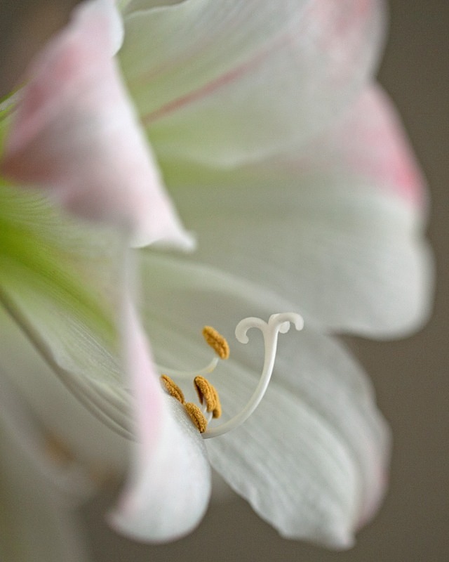 Beauty in Bloom 2   11 x 14 - Flora