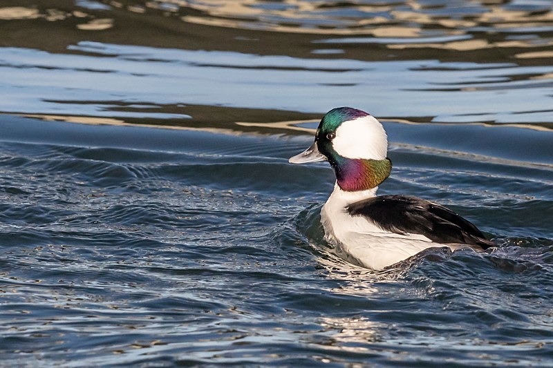 Bufflehead n the Move - Wildlife