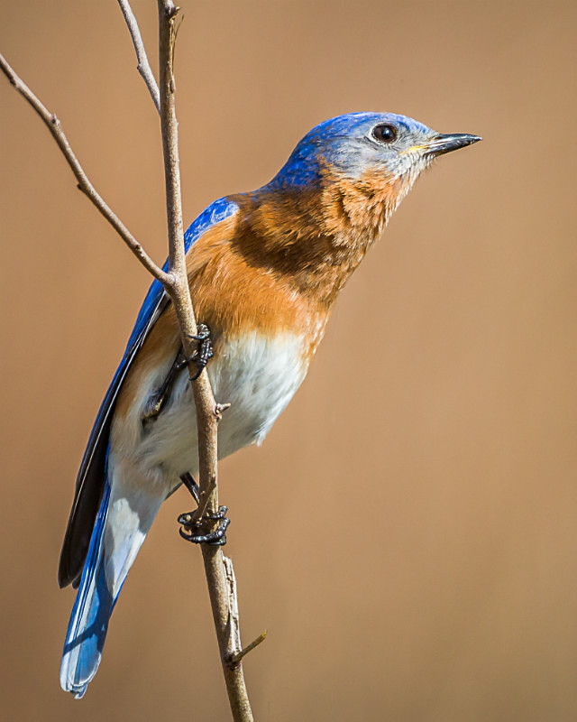 The Blues - Wildlife