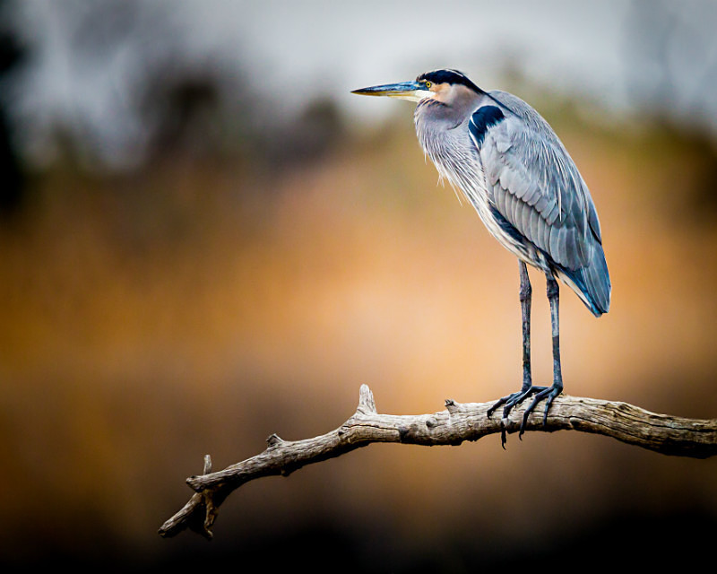 Out on a Limb - Wildlife