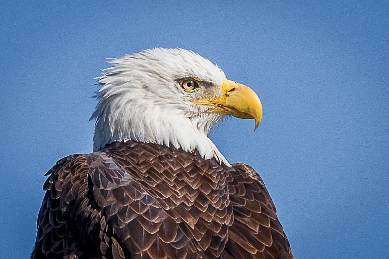 Who Is Watching Who - Wildlife