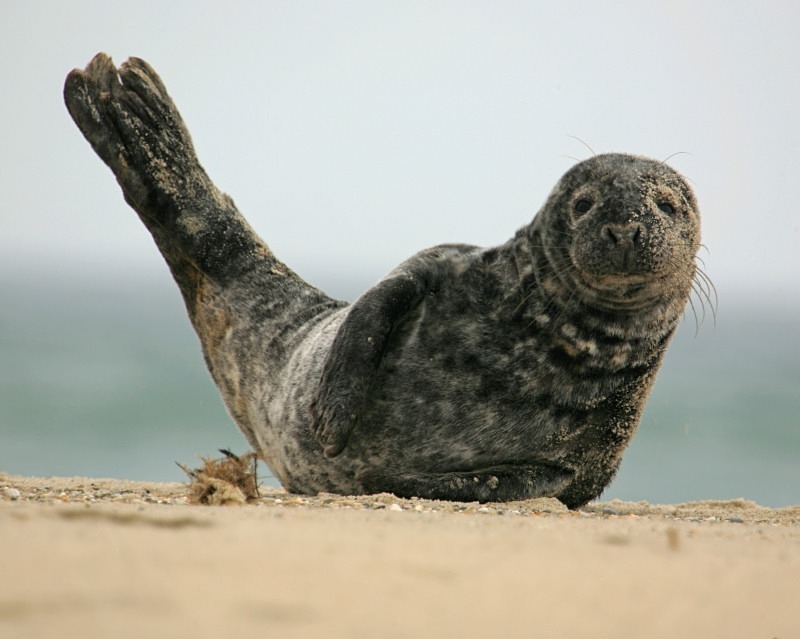 Basking on the Beach 1 11 x 14 - Wildlife
