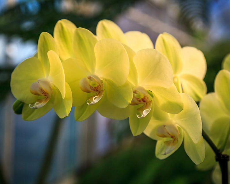Yellow Orchids - Flora