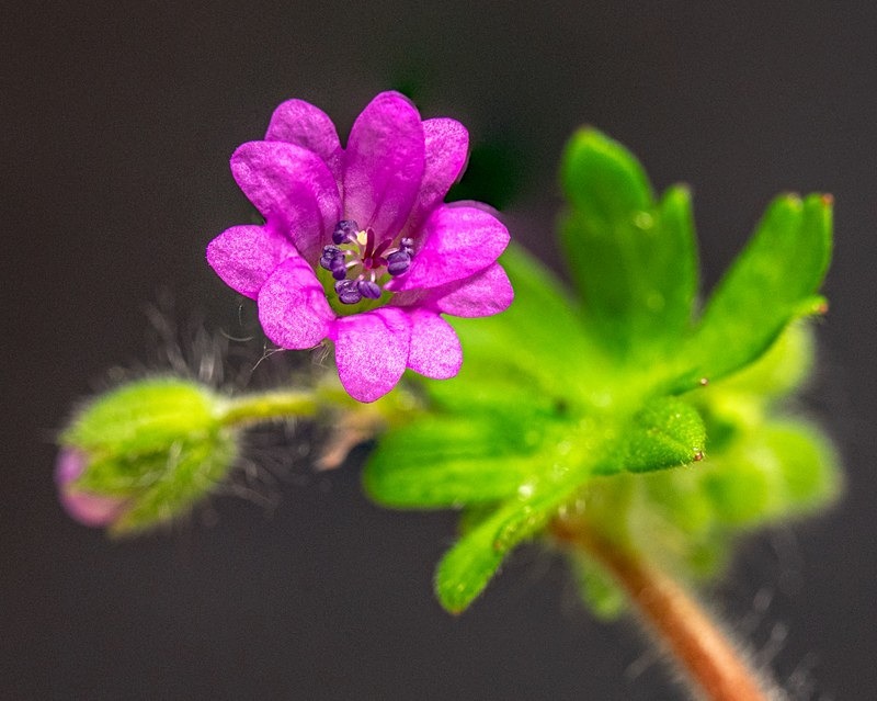 Flower or Weed - Flora