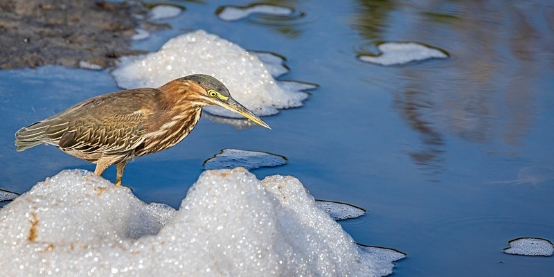 Greenie in the Foam - New Photos