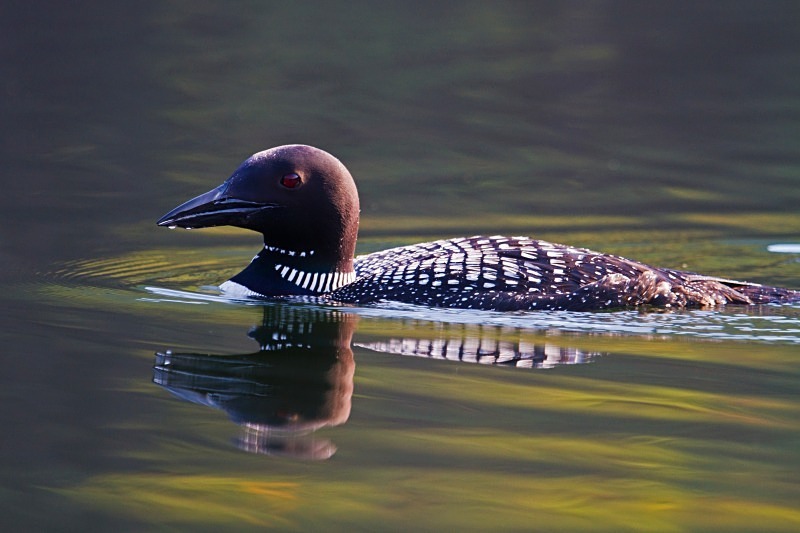 Morning Paddle 2 12 x 18 - Wildlife