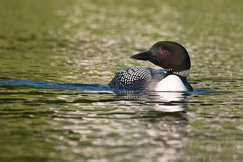 Loon 1 12 x 18 home - Wildlife