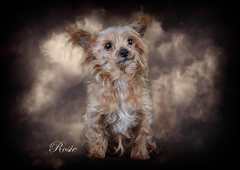 rosie - Portrait Photography
