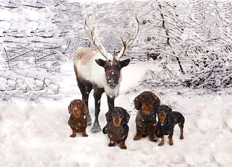 snow scene - Christmas