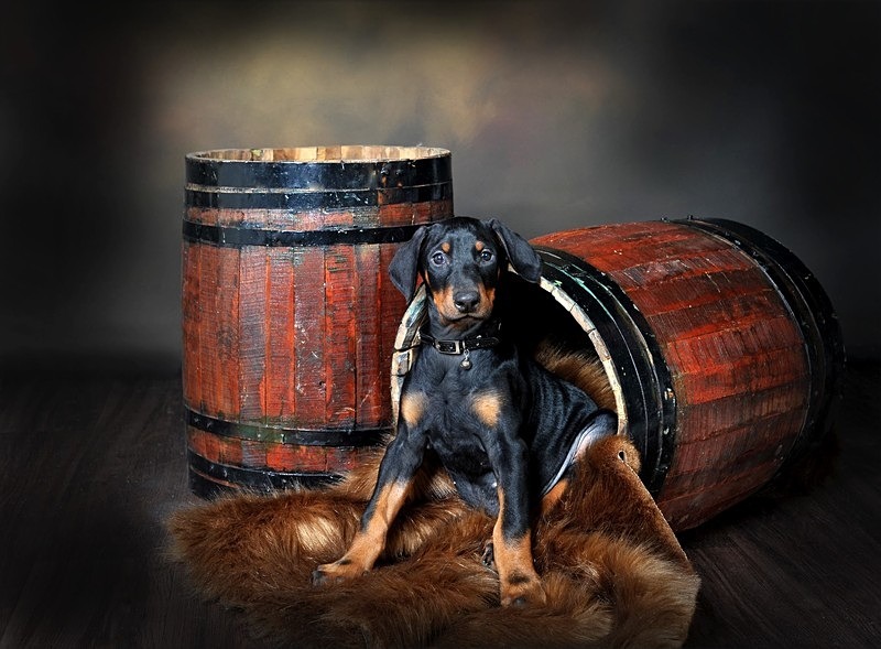 773755_10151224975738693_215556789_o - Portrait Photography