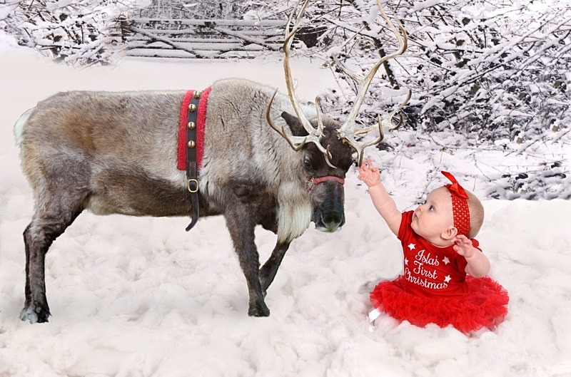 snow scene reindeer - Christmas