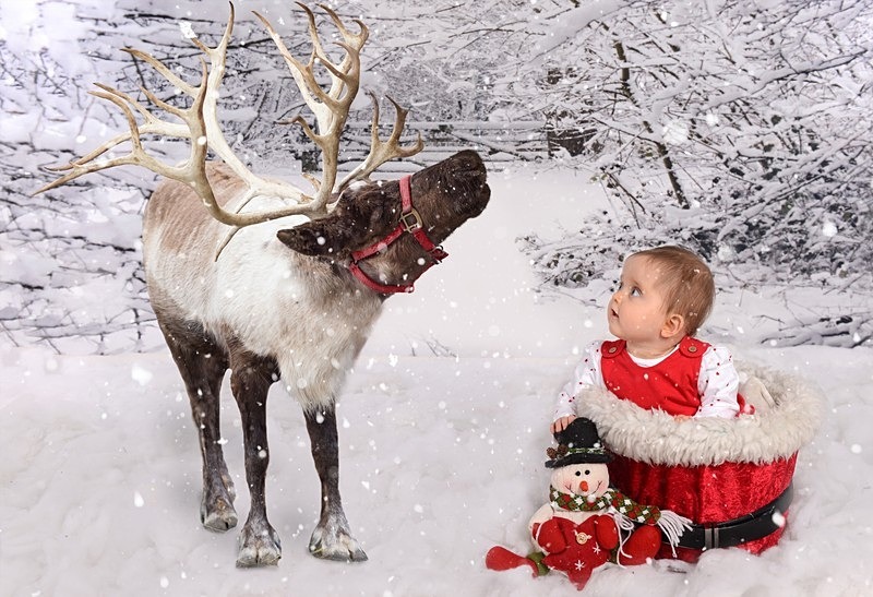 snow scene reindeer - Christmas