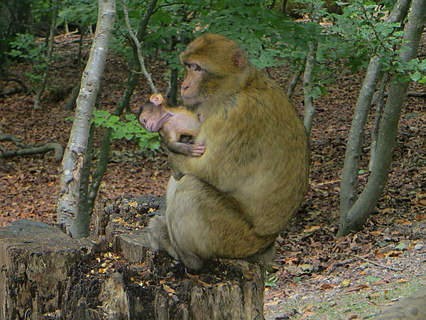 Affenland... Monkey Land - Our Travels