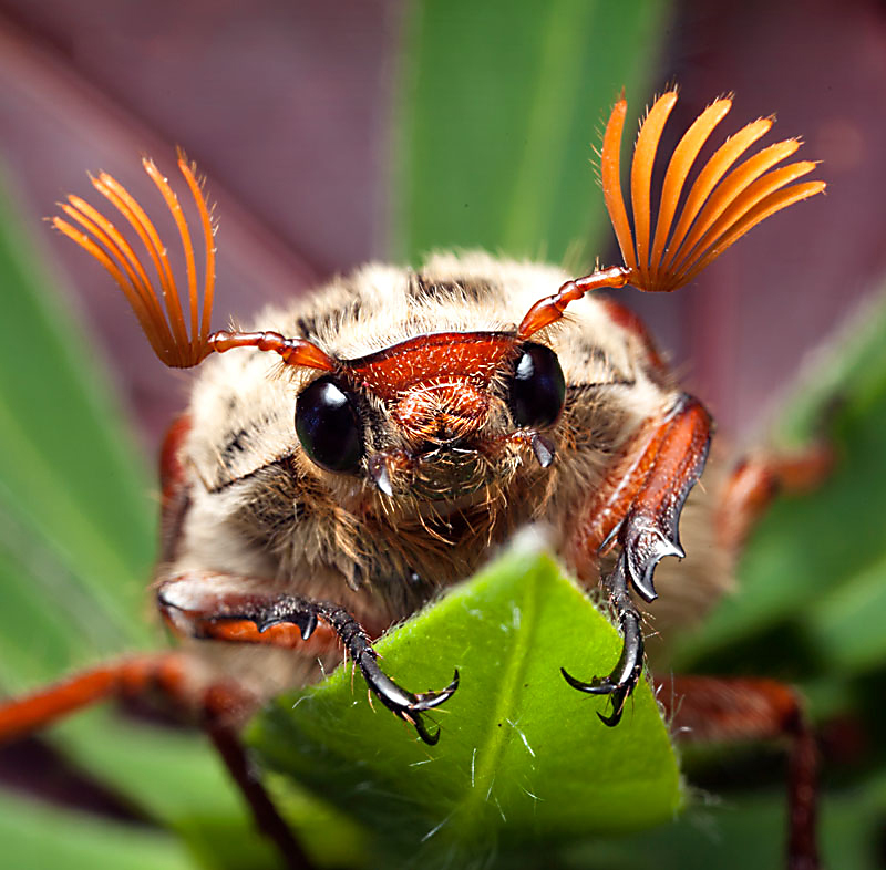 Maybug /Cockchafer 2 - Mayfly / Cockchaffer