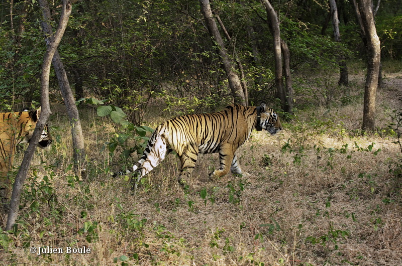 Tigers Mating Ranthambore Np 