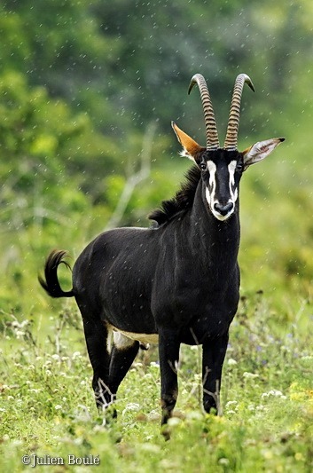 sable antelope Shimba Hills 2