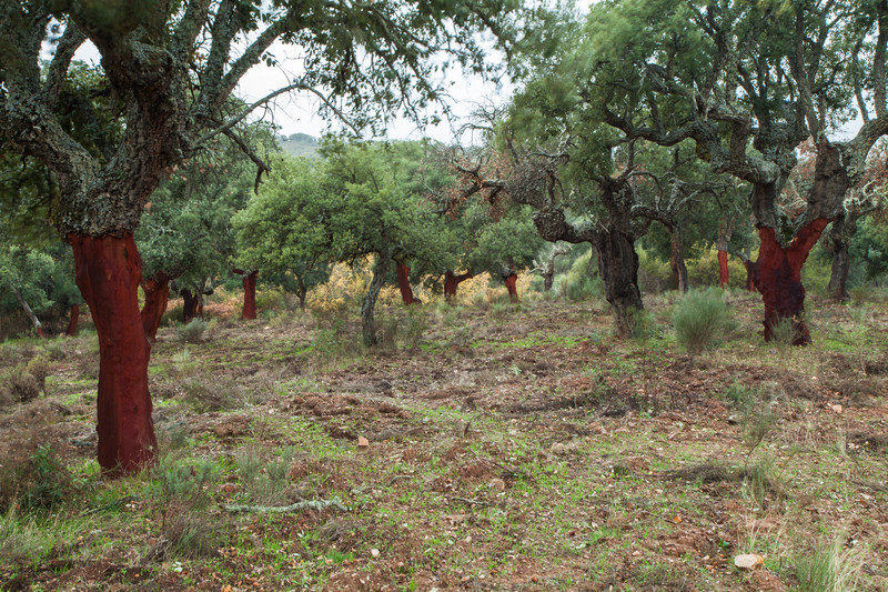 Raw Extremadura. - Contemporary Photography.
