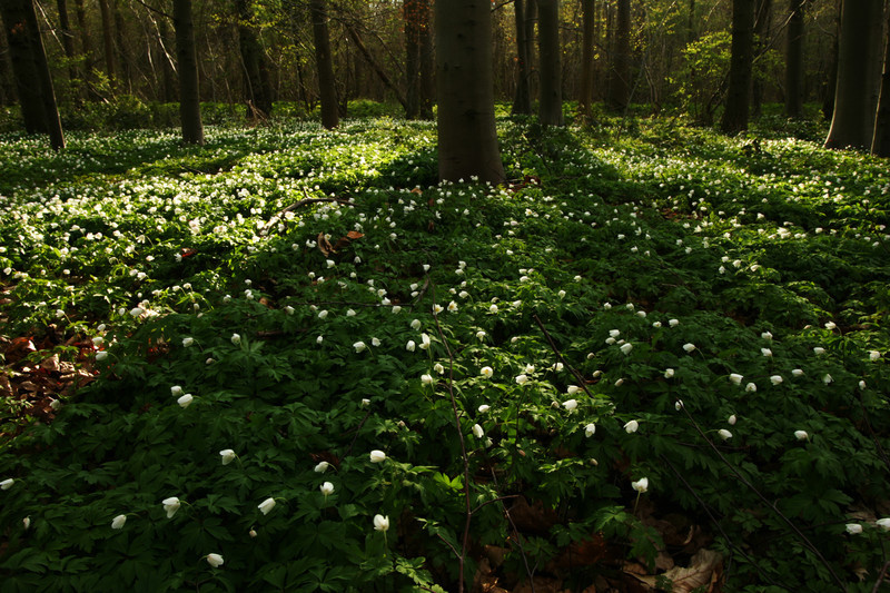 Winter Woodland - Landscape Photography
