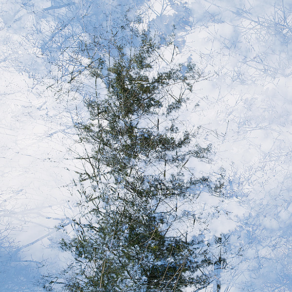 week 51 - 52 week project: An Encounter with Trees