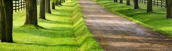 week 26 - 52 week project: An Encounter with Trees