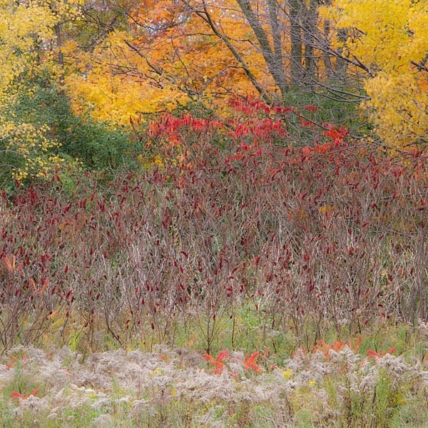 P684 - SEASONS