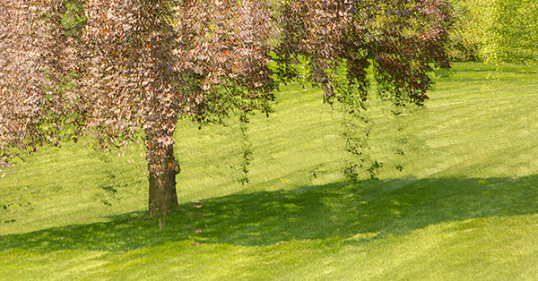 week 27 - 52 week project: An Encounter with Trees