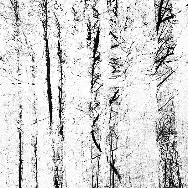 week 18 - 52 week project: An Encounter with Trees