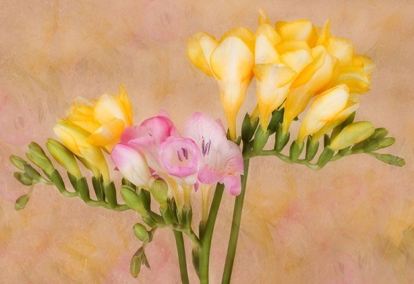SL091 - still life/objects