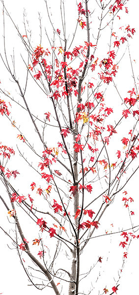 week 41 - 52 week project: An Encounter with Trees