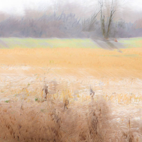 Field Impressions - 2016
