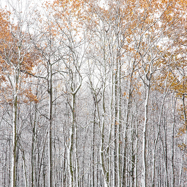 P1016 - SEASONS