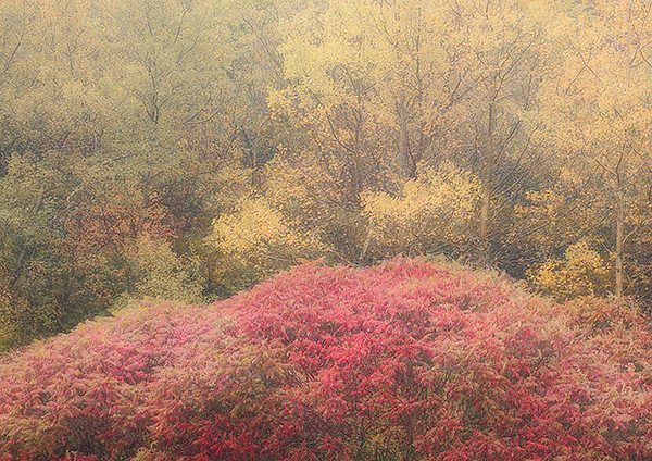 week 40 - 52 week project: An Encounter with Trees