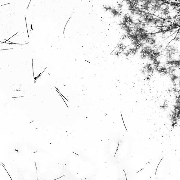 week 31 - 52 week project: An Encounter with Trees