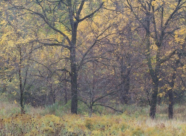 P553 - SEASONS