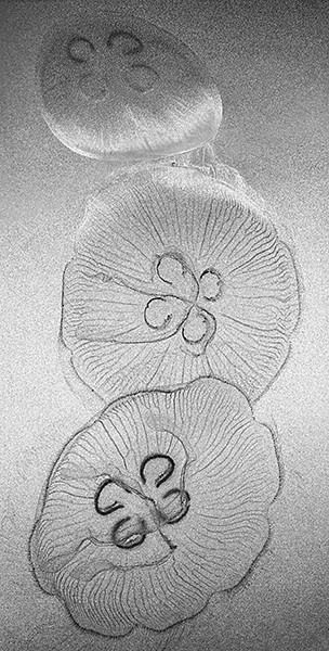 P857 - ABSTRACTS IN NATURE