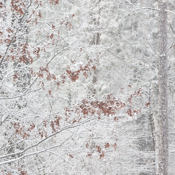 P397 - SEASONS