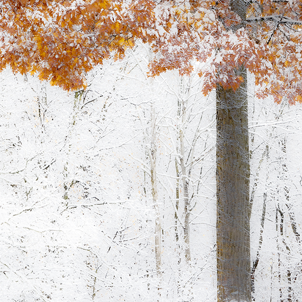 IM1212 - SEASONS