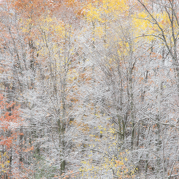 P1005 - SEASONS