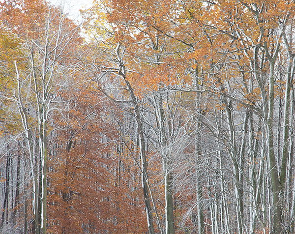 P1014 - SEASONS