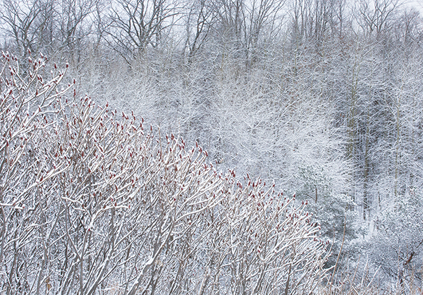 week 48 - 52 week project: An Encounter with Trees