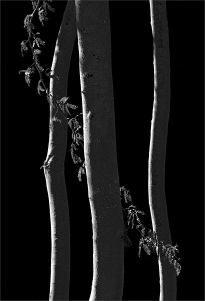 week 9 - 52 week project: An Encounter with Trees