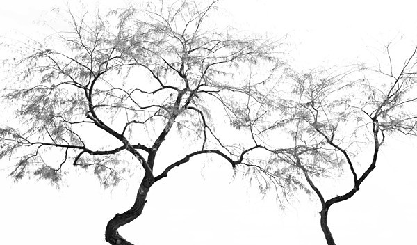 week 11 - 52 week project: An Encounter with Trees