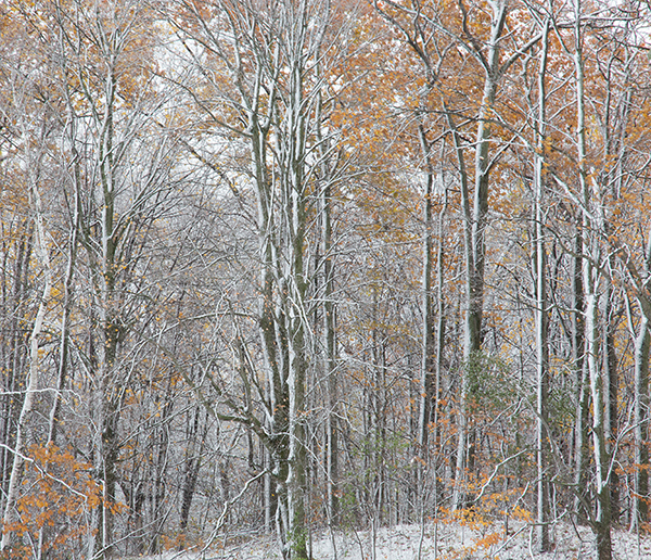 P1015 - SEASONS