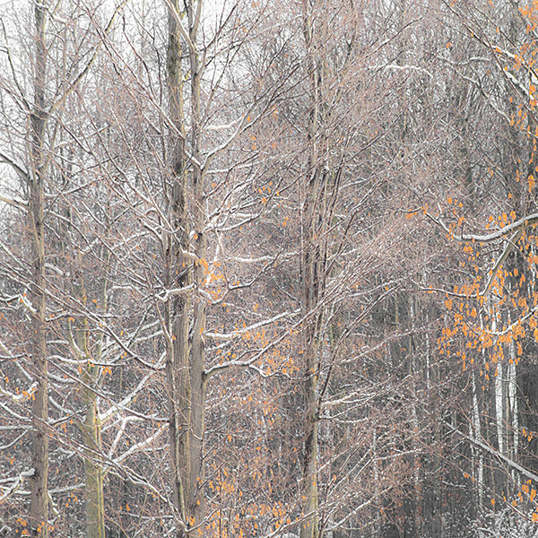 P1246 - SEASONS
